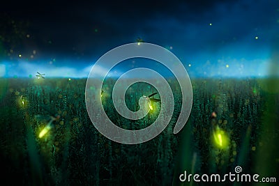 Firegly on a grass field at night Stock Photo