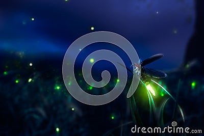 Firegly on a grass field at night Stock Photo