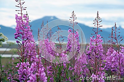 Fireweed Stock Photo