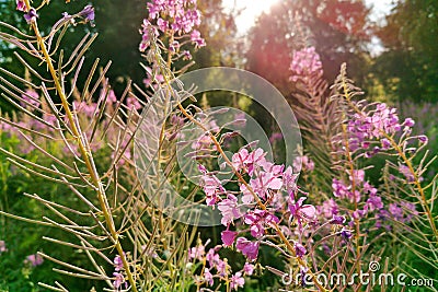 Fireweed, Blooming Sally, great willowherb is flowering plant with magenta pink flowers, healing herb Stock Photo