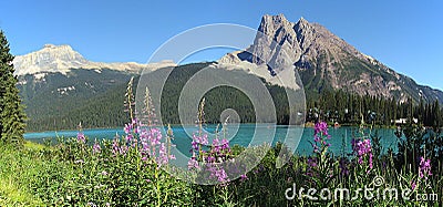 Yoho National Park, Mount Burgess and Fireweed Flowers at Emerald Lake, Rocky Mountains, BC, Canada Stock Photo