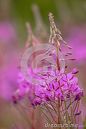 Fireweed flowers in bloom july Stock Photo