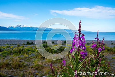 Fireweed and lake in Alaska Stock Photo