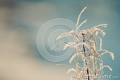 Fireweed with Hoar Frost Stock Photo