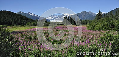 Fireweed Mountains and Trees Alaska Stock Photo