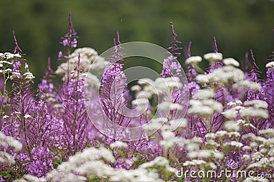 Fireweed and white yarrow Stock Photo