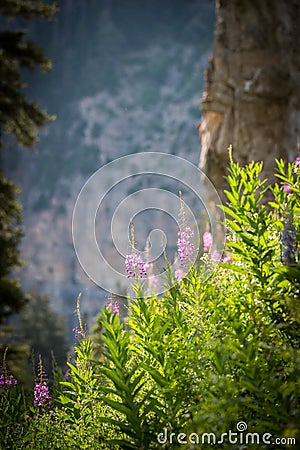Fireweed Wildflowers with the Mountain in the background Stock Photo