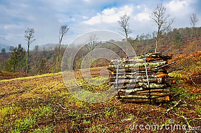 Firewood Stock Photo
