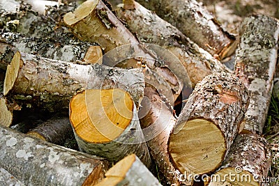 Firewood birch stacked background textured forest environment Stock Photo