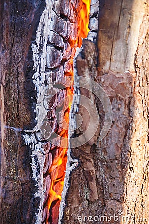 Firewood burning in a fire close up. Coals Stock Photo