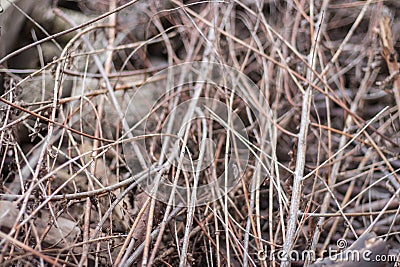 Firewood close up. Tree branches. Wooden sticks background. Bonfire concept. Bundle of sticks. Campfite concept. Twigs close up. Stock Photo