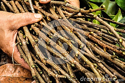 Firewood gatherers Stock Photo