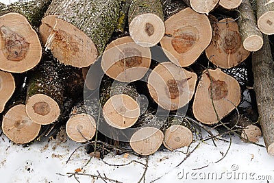 Firewoods ends of sawed tree logs stacked in a pile in the forest in a winter day Stock Photo