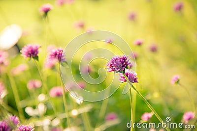 Fireworks flower. Violet flower in the hard sunlight. Stock Photo