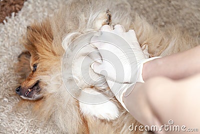 First aid reanimation on a small dog Stock Photo