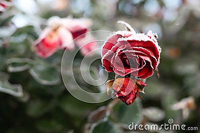 First autumn frost. Bush with burgundy blooming rose, covered with white frost. Onset of winter, nature falls asleep Stock Photo