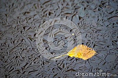 First autumn ice with frozen orange leave Stock Photo