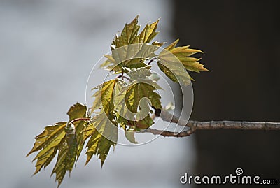 The first beautiful signs of spring - little buds and leaves Stock Photo