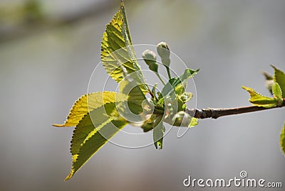The first beautiful signs of spring - little buds and leaves Stock Photo