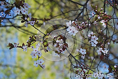 The first beautiful signs of spring - little buds and leaves Stock Photo