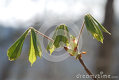 The first beautiful signs of spring - little buds and leaves Stock Photo