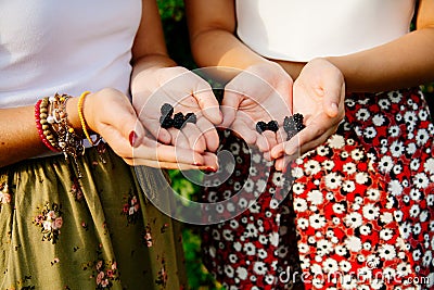 First blackberries Stock Photo