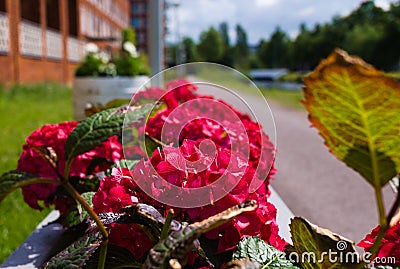 First blooming of flowers in the summer Stock Photo