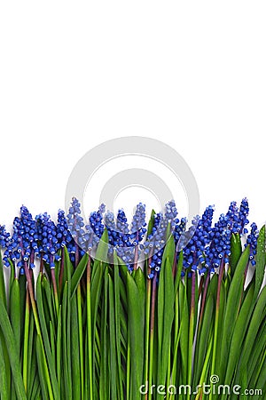 First blue springs flowers Muscari border isolated on white background Stock Photo