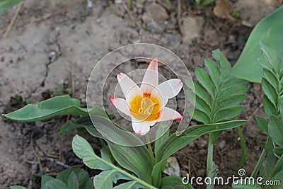 The first bright tulip bloomed in the garden in spring Stock Photo