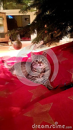 First Christmas Eve for young tabby cat brown colored with excited glimpse under Christmas Tree Stock Photo