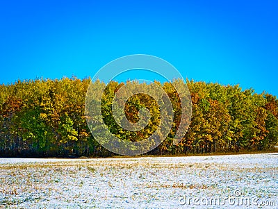 First early autum snow on meadow by colorful forest Stock Photo