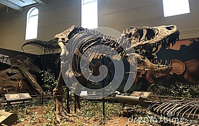 The first ever Tyrannosaurus Rex discovered in the world. Editorial Stock Photo