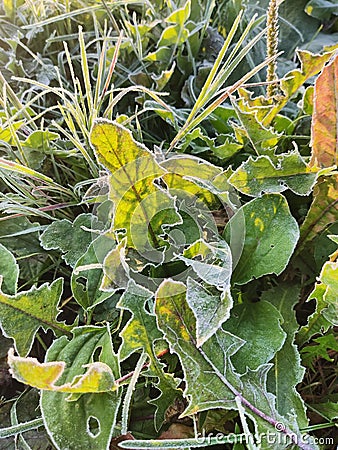 First fall frost on the yellow leaf of the dandelion. Stock Photo