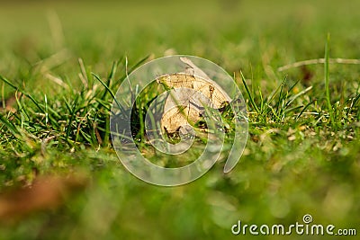 First falling leaf Stock Photo