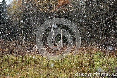 First falling snow on autumn forest background Stock Photo