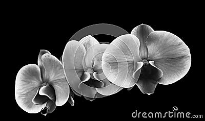 First floor black and White flowers orchidee Cartoon Illustration