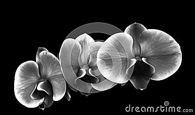 First floor minimal black and white flowers orchidee Cartoon Illustration