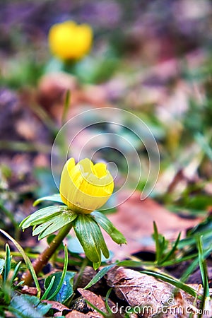 First flowering winterling in spring Stock Photo