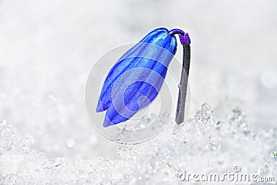 First flowers growing from the snow. Stock Photo