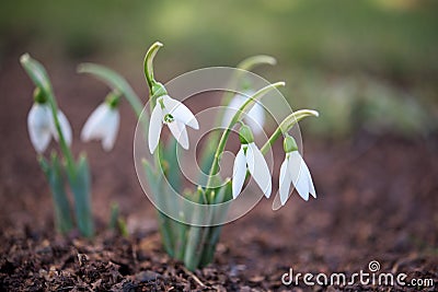 First flowers in spring - delicate snowdrops Stock Photo