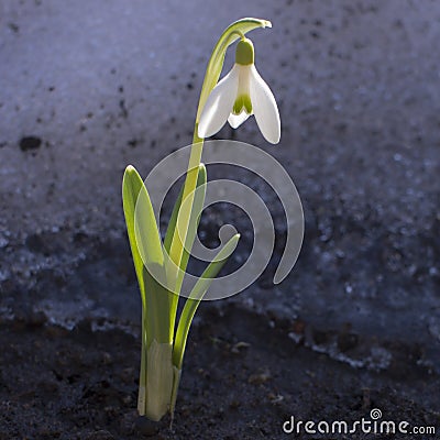 First flowers. Spring snowdrops flowers in the snow Stock Photo