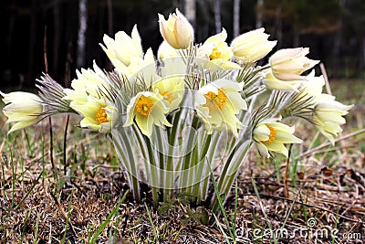 First flowers. Yellow snowdrops in the Siberian forest. Stock Photo