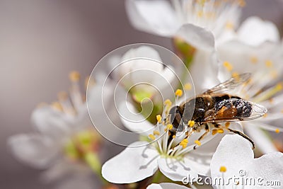 The first flying insects on flowering trees in early spring Stock Photo