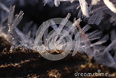 First Forest Frost Tree with Frosty Crystals Stock Photo