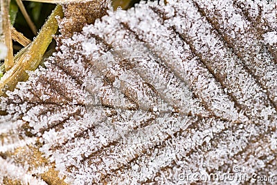 The first frost in the mountain forest 2017 Stock Photo