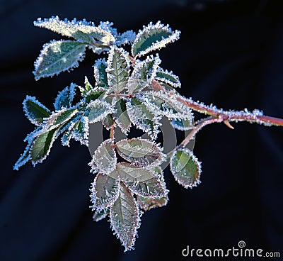 First frost on plant leaves Stock Photo