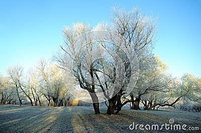 First frost tree, frost Stock Photo