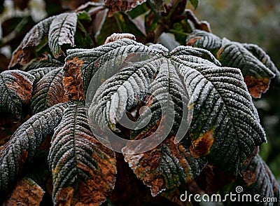 First Frost on autumn leaves Stock Photo