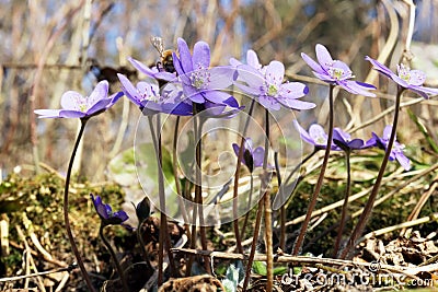 First gentle blue flowers is blossom in forest Stock Photo