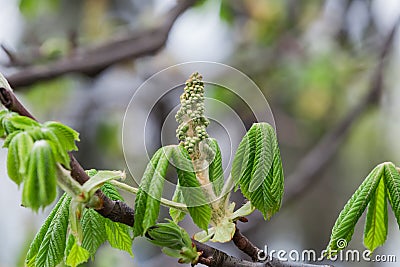 First green Chestnut leaves branches bud. Blossoming spring leaf of chestnut. Nature background, selective focus Stock Photo